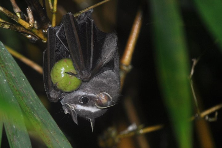 Drake Bay — Night Walk with Certified Guide - Photo 1 of 8